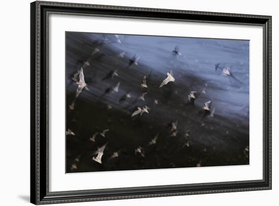 Bats (Several Species) Emerge from a Cave at Dusk. Calakmul Biosphere Reserve, Yucatan, Mexico-Kevin Schafer-Framed Photographic Print