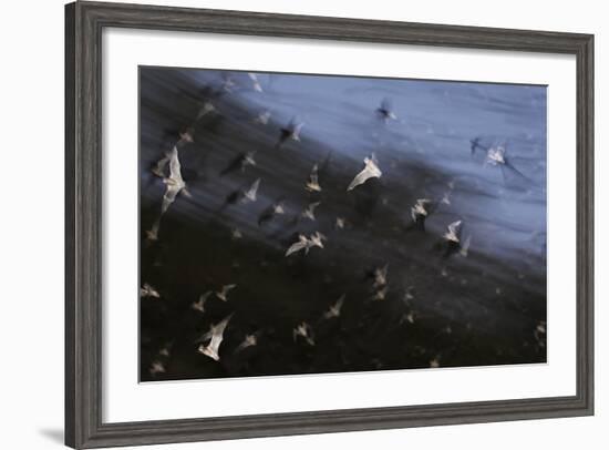 Bats (Several Species) Emerge from a Cave at Dusk. Calakmul Biosphere Reserve, Yucatan, Mexico-Kevin Schafer-Framed Photographic Print