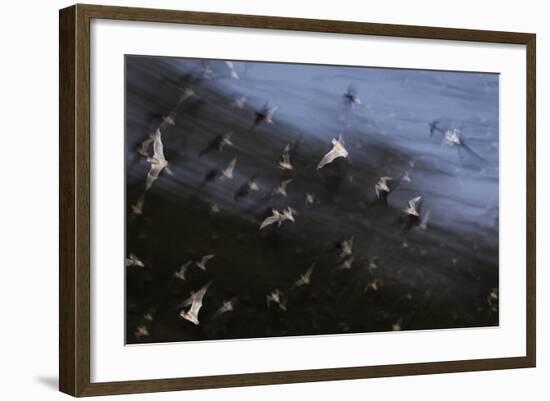 Bats (Several Species) Emerge from a Cave at Dusk. Calakmul Biosphere Reserve, Yucatan, Mexico-Kevin Schafer-Framed Photographic Print