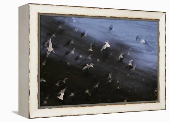 Bats (Several Species) Emerge from a Cave at Dusk. Calakmul Biosphere Reserve, Yucatan, Mexico-Kevin Schafer-Framed Premier Image Canvas