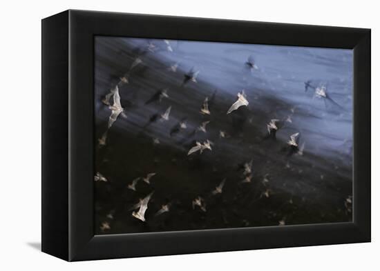 Bats (Several Species) Emerge from a Cave at Dusk. Calakmul Biosphere Reserve, Yucatan, Mexico-Kevin Schafer-Framed Premier Image Canvas