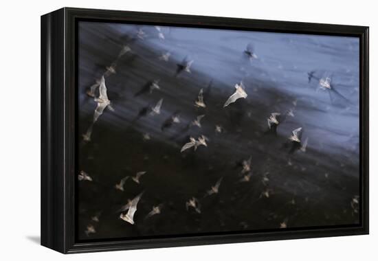 Bats (Several Species) Emerge from a Cave at Dusk. Calakmul Biosphere Reserve, Yucatan, Mexico-Kevin Schafer-Framed Premier Image Canvas