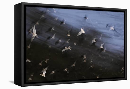 Bats (Several Species) Emerge from a Cave at Dusk. Calakmul Biosphere Reserve, Yucatan, Mexico-Kevin Schafer-Framed Premier Image Canvas