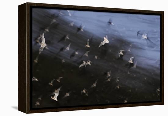 Bats (Several Species) Emerge from a Cave at Dusk. Calakmul Biosphere Reserve, Yucatan, Mexico-Kevin Schafer-Framed Premier Image Canvas