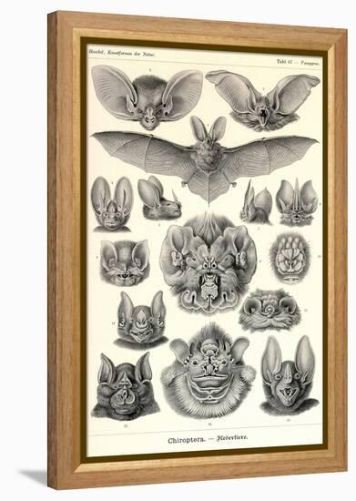 Bats-Ernst Haeckel-Framed Stretched Canvas