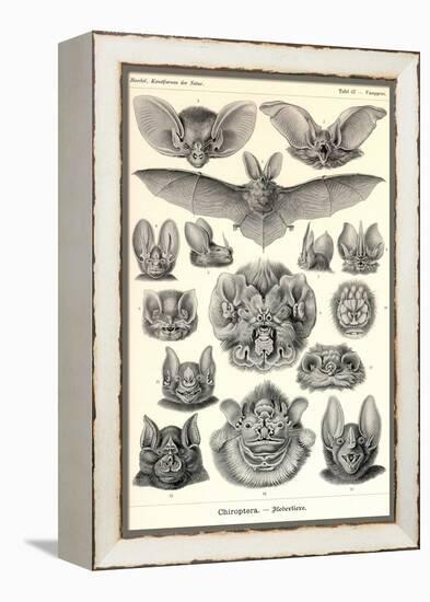 Bats-Ernst Haeckel-Framed Stretched Canvas