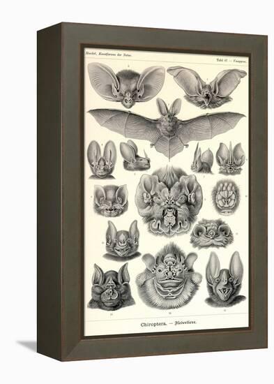 Bats-Ernst Haeckel-Framed Stretched Canvas