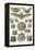 Bats-Ernst Haeckel-Framed Stretched Canvas