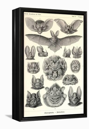 Bats-Ernst Haeckel-Framed Stretched Canvas