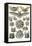 Bats-Ernst Haeckel-Framed Stretched Canvas