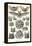 Bats-Ernst Haeckel-Framed Stretched Canvas