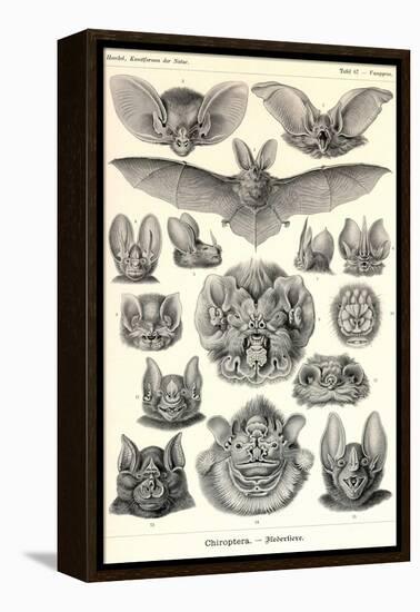 Bats-Ernst Haeckel-Framed Stretched Canvas