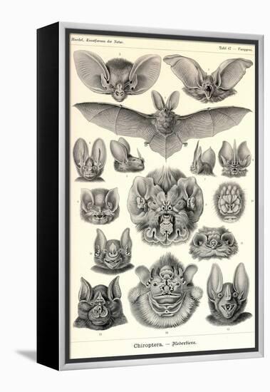 Bats-Ernst Haeckel-Framed Stretched Canvas