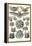 Bats-Ernst Haeckel-Framed Stretched Canvas