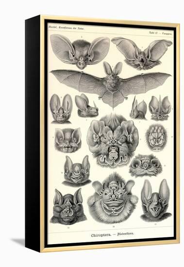 Bats-Ernst Haeckel-Framed Stretched Canvas