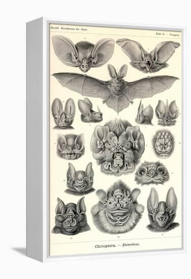 Bats-Ernst Haeckel-Framed Stretched Canvas