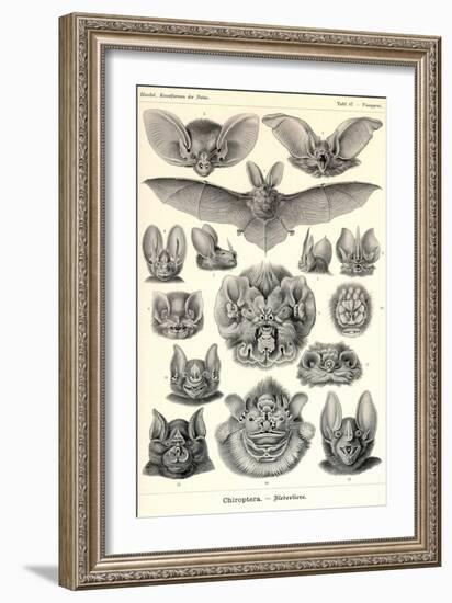 Bats-Ernst Haeckel-Framed Art Print