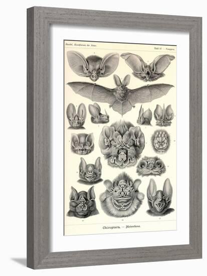 Bats-Ernst Haeckel-Framed Art Print