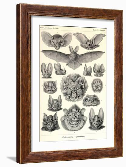 Bats-Ernst Haeckel-Framed Art Print