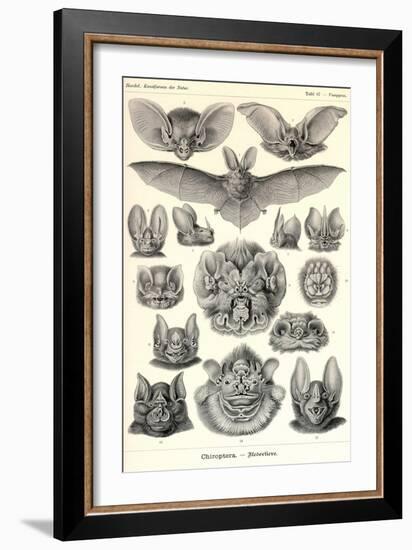 Bats-Ernst Haeckel-Framed Art Print