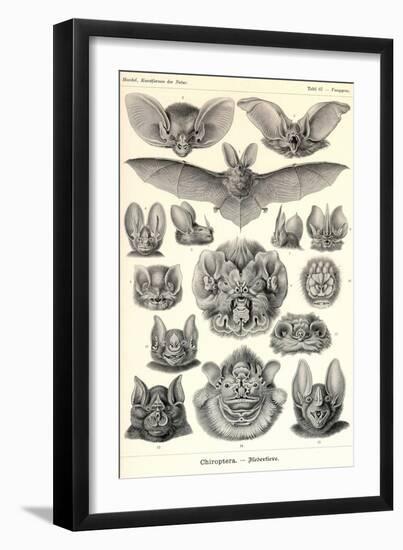 Bats-Ernst Haeckel-Framed Art Print