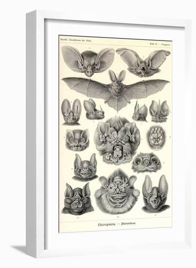 Bats-Ernst Haeckel-Framed Art Print