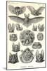 Bats-Ernst Haeckel-Mounted Art Print