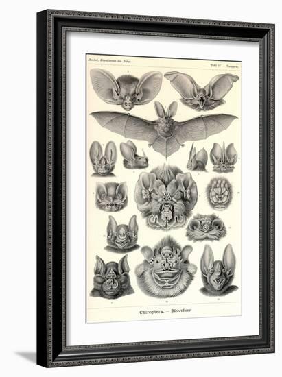 Bats-Ernst Haeckel-Framed Art Print