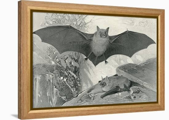 Bats-null-Framed Stretched Canvas