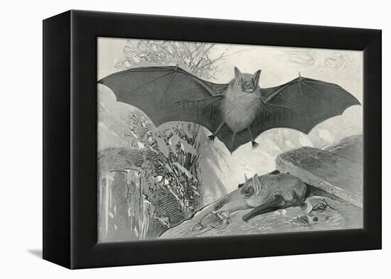 Bats-null-Framed Stretched Canvas