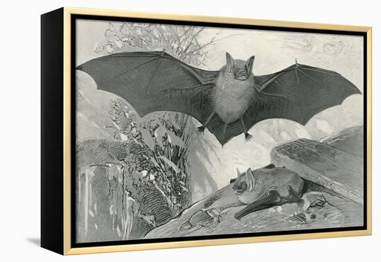 Bats-null-Framed Stretched Canvas