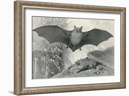 Bats-null-Framed Art Print