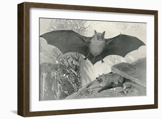 Bats-null-Framed Art Print