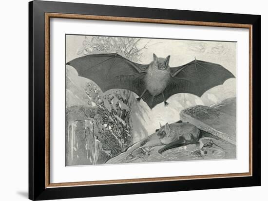 Bats-null-Framed Art Print