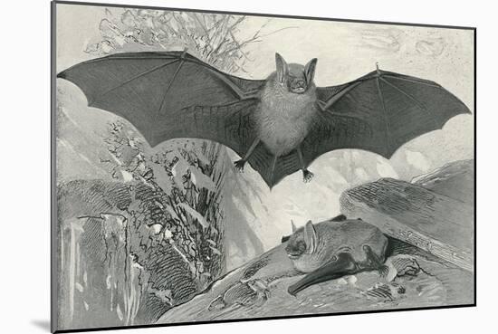 Bats-null-Mounted Art Print