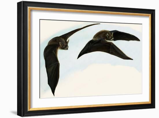 Bats-null-Framed Giclee Print