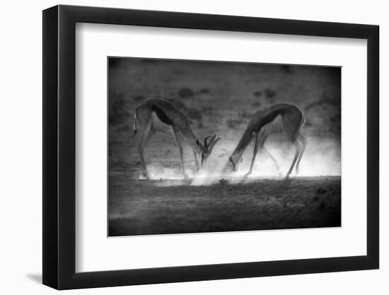 Battle in Black and White-Jaco Marx-Framed Photographic Print