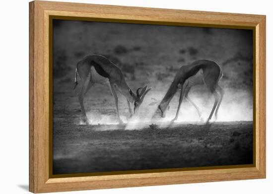 Battle in Black and White-Jaco Marx-Framed Premier Image Canvas