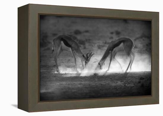 Battle in Black and White-Jaco Marx-Framed Premier Image Canvas