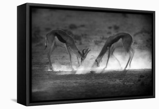 Battle in Black and White-Jaco Marx-Framed Premier Image Canvas