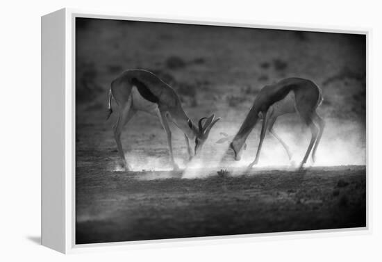 Battle in Black and White-Jaco Marx-Framed Premier Image Canvas