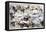 Battle of the Little Big Horn, Montana, USA, 25-26 June 1876-null-Framed Premier Image Canvas