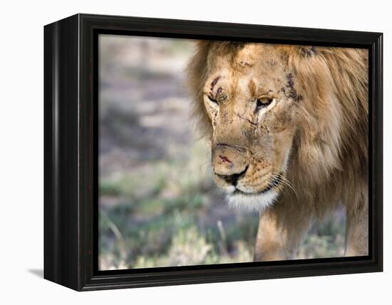 Battle-Scarred Lion Portrait, Tanzania-Charles Sleicher-Framed Premier Image Canvas