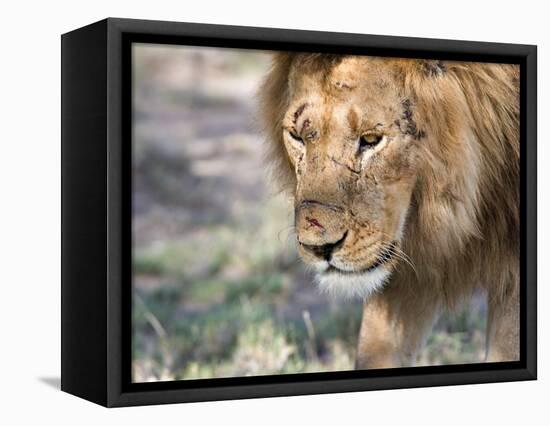 Battle-Scarred Lion Portrait, Tanzania-Charles Sleicher-Framed Premier Image Canvas