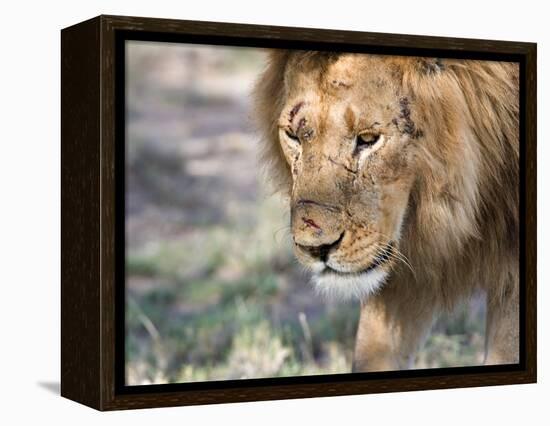 Battle-Scarred Lion Portrait, Tanzania-Charles Sleicher-Framed Premier Image Canvas