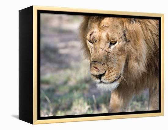 Battle-Scarred Lion Portrait, Tanzania-Charles Sleicher-Framed Premier Image Canvas