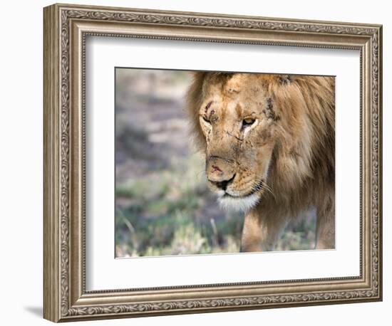 Battle-Scarred Lion Portrait, Tanzania-Charles Sleicher-Framed Photographic Print