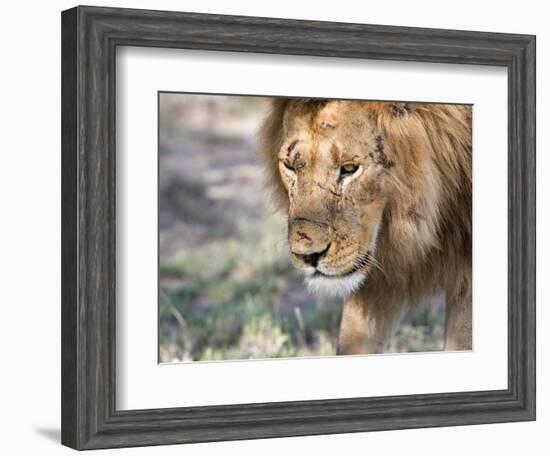 Battle-Scarred Lion Portrait, Tanzania-Charles Sleicher-Framed Photographic Print