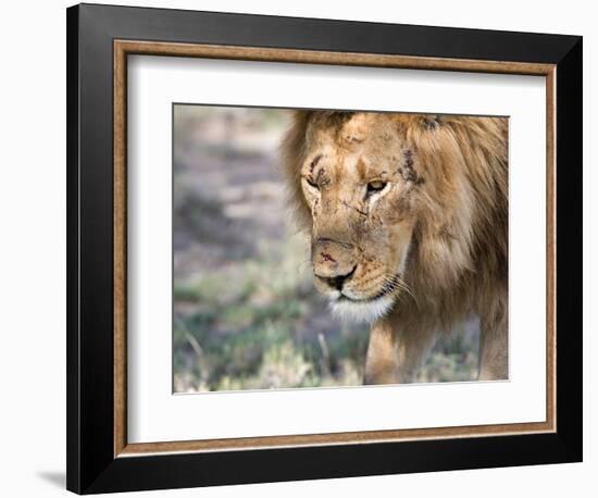 Battle-Scarred Lion Portrait, Tanzania-Charles Sleicher-Framed Photographic Print