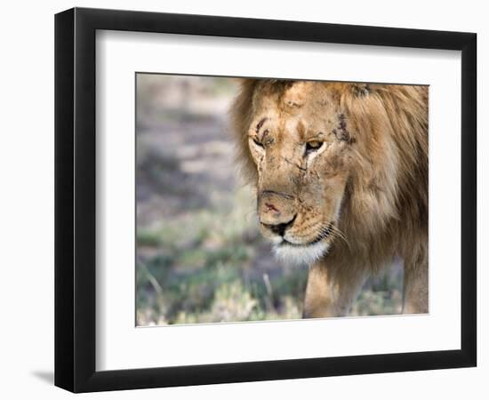 Battle-Scarred Lion Portrait, Tanzania-Charles Sleicher-Framed Photographic Print